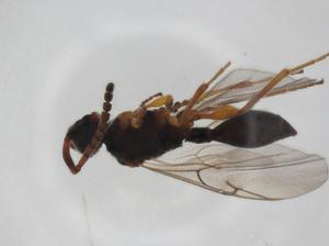  ( - CBG-A27649-D04)  @11 [ ] CreativeCommons - Attribution Share - Alike (2024) Centre for Biodiversity Genomics Centre for Biodiversity Genomics