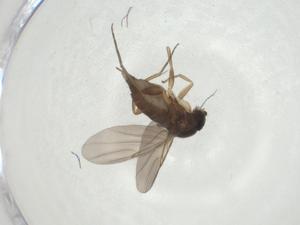  ( - CBG-A27650-G02)  @11 [ ] CreativeCommons - Attribution Share - Alike (2024) Centre for Biodiversity Genomics Centre for Biodiversity Genomics