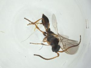  (Aclista insoluta - CBG-A27651-A04)  @11 [ ] CreativeCommons - Attribution Share - Alike (2024) Centre for Biodiversity Genomics Centre for Biodiversity Genomics