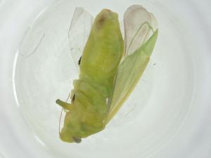  ( - CBG-A27651-A07)  @11 [ ] CreativeCommons - Attribution Share - Alike (2024) Centre for Biodiversity Genomics Centre for Biodiversity Genomics