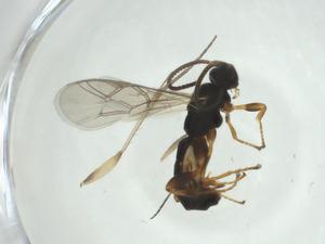  ( - CBG-A27651-C07)  @11 [ ] CreativeCommons - Attribution Share - Alike (2024) Centre for Biodiversity Genomics Centre for Biodiversity Genomics