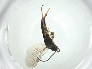  ( - CBG-A27651-D01)  @11 [ ] CreativeCommons - Attribution Share - Alike (2024) Centre for Biodiversity Genomics Centre for Biodiversity Genomics