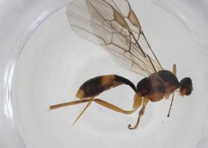  ( - CBG-A27652-B02)  @11 [ ] CreativeCommons - Attribution Share - Alike (2024) Centre for Biodiversity Genomics Centre for Biodiversity Genomics