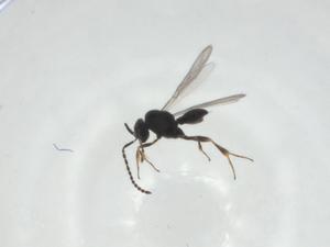  ( - CBG-A27653-C06)  @11 [ ] CreativeCommons - Attribution Share - Alike (2024) Centre for Biodiversity Genomics Centre for Biodiversity Genomics