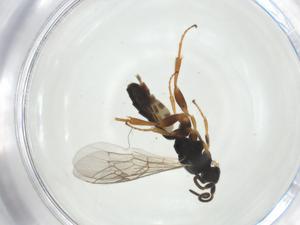  ( - CBG-A27653-H11)  @11 [ ] CreativeCommons - Attribution Share - Alike (2024) Centre for Biodiversity Genomics Centre for Biodiversity Genomics