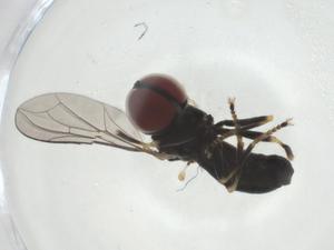  ( - CBG-A27654-C02)  @11 [ ] CreativeCommons - Attribution Share - Alike (2024) Centre for Biodiversity Genomics Centre for Biodiversity Genomics