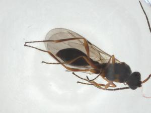  ( - CBG-A27654-C05)  @11 [ ] CreativeCommons - Attribution Share - Alike (2024) Centre for Biodiversity Genomics Centre for Biodiversity Genomics