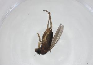  ( - CBG-A27655-C11)  @11 [ ] CreativeCommons - Attribution Share - Alike (2024) Centre for Biodiversity Genomics Centre for Biodiversity Genomics