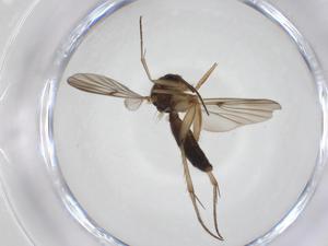  ( - CBG-A27655-F05)  @11 [ ] CreativeCommons - Attribution Share - Alike (2024) Centre for Biodiversity Genomics Centre for Biodiversity Genomics