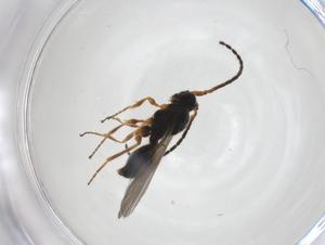  ( - CBG-A27655-H02)  @11 [ ] CreativeCommons - Attribution Share - Alike (2024) Centre for Biodiversity Genomics Centre for Biodiversity Genomics