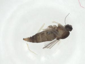  ( - CBG-A27656-A09)  @11 [ ] CreativeCommons - Attribution Share - Alike (2024) Centre for Biodiversity Genomics Centre for Biodiversity Genomics