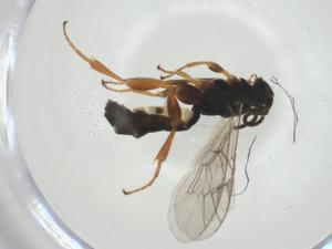  ( - CBG-A27656-D11)  @11 [ ] CreativeCommons - Attribution Share - Alike (2024) Centre for Biodiversity Genomics Centre for Biodiversity Genomics