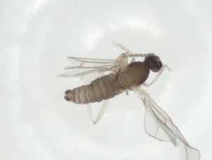  ( - CBG-A27656-G12)  @11 [ ] CreativeCommons - Attribution Share - Alike (2024) Centre for Biodiversity Genomics Centre for Biodiversity Genomics