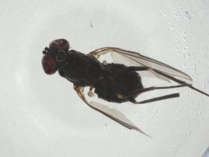  ( - CBG-A27657-G04)  @11 [ ] CreativeCommons - Attribution Share - Alike (2024) Centre for Biodiversity Genomics Centre for Biodiversity Genomics