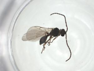  ( - CBG-A27657-H09)  @11 [ ] CreativeCommons - Attribution Share - Alike (2024) Centre for Biodiversity Genomics Centre for Biodiversity Genomics