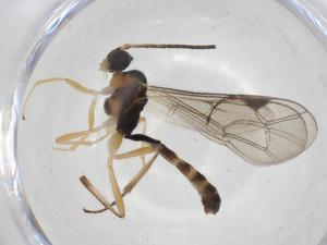  ( - CBG-A27659-B06)  @11 [ ] CreativeCommons - Attribution Share - Alike (2024) Centre for Biodiversity Genomics Centre for Biodiversity Genomics