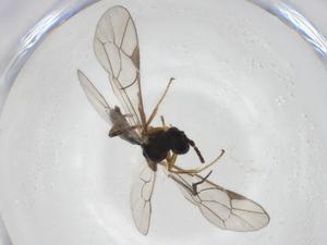  ( - CBG-A27659-B10)  @11 [ ] CreativeCommons - Attribution Share - Alike (2024) Centre for Biodiversity Genomics Centre for Biodiversity Genomics