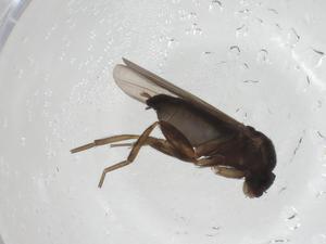  ( - CBG-A27659-C02)  @11 [ ] CreativeCommons - Attribution Share - Alike (2024) Centre for Biodiversity Genomics Centre for Biodiversity Genomics