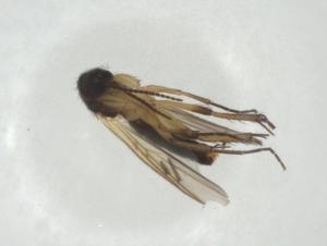  ( - CBG-A27660-B08)  @11 [ ] CreativeCommons - Attribution Share - Alike (2024) Centre for Biodiversity Genomics Centre for Biodiversity Genomics