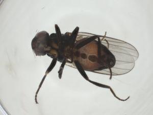  ( - CBG-A27660-H02)  @11 [ ] CreativeCommons - Attribution Share - Alike (2024) Centre for Biodiversity Genomics Centre for Biodiversity Genomics