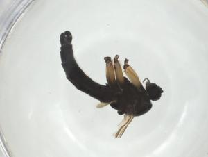  ( - CBG-A27660-H06)  @11 [ ] CreativeCommons - Attribution Share - Alike (2024) Centre for Biodiversity Genomics Centre for Biodiversity Genomics