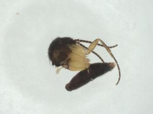  ( - CBG-A27661-B11)  @11 [ ] CreativeCommons - Attribution Share - Alike (2024) Centre for Biodiversity Genomics Centre for Biodiversity Genomics