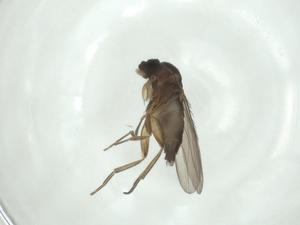  ( - CBG-A27661-H03)  @11 [ ] CreativeCommons - Attribution Share - Alike (2024) Centre for Biodiversity Genomics Centre for Biodiversity Genomics