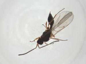  ( - CBG-A27663-A11)  @11 [ ] CreativeCommons - Attribution Share - Alike (2024) Centre for Biodiversity Genomics Centre for Biodiversity Genomics