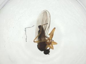  ( - CBG-A27663-G01)  @11 [ ] CreativeCommons - Attribution Share - Alike (2024) Centre for Biodiversity Genomics Centre for Biodiversity Genomics