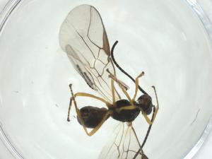  ( - CBG-A27664-H06)  @11 [ ] CreativeCommons - Attribution Share - Alike (2024) Centre for Biodiversity Genomics Centre for Biodiversity Genomics