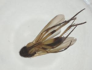  ( - CBG-A27666-B05)  @11 [ ] CreativeCommons - Attribution Share - Alike (2024) Centre for Biodiversity Genomics Centre for Biodiversity Genomics