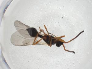  ( - CBG-A27667-A11)  @11 [ ] CreativeCommons - Attribution Share - Alike (2024) Centre for Biodiversity Genomics Centre for Biodiversity Genomics