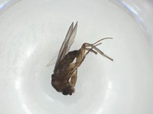  ( - CBG-A27668-D02)  @11 [ ] CreativeCommons - Attribution Share - Alike (2024) Centre for Biodiversity Genomics Centre for Biodiversity Genomics