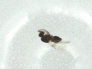  ( - CBG-A27669-D06)  @11 [ ] CreativeCommons - Attribution Share - Alike (2024) Centre for Biodiversity Genomics Centre for Biodiversity Genomics