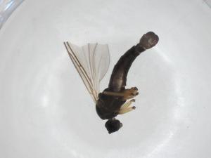  (Trichocoelina hiemalis - CBG-A27670-C05)  @11 [ ] CreativeCommons - Attribution Share - Alike (2024) Centre for Biodiversity Genomics Centre for Biodiversity Genomics