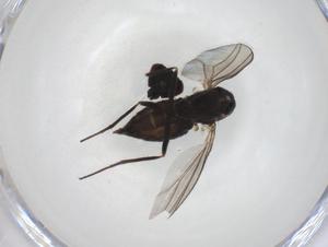  ( - CBG-A27670-G09)  @11 [ ] CreativeCommons - Attribution Share - Alike (2024) Centre for Biodiversity Genomics Centre for Biodiversity Genomics