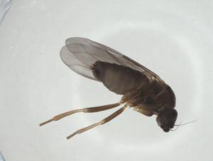  ( - CBG-A27671-E11)  @11 [ ] CreativeCommons - Attribution Share - Alike (2024) Centre for Biodiversity Genomics Centre for Biodiversity Genomics