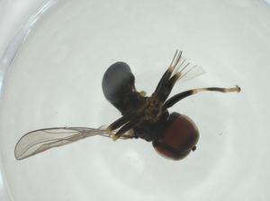  ( - CBG-A27672-B07)  @11 [ ] CreativeCommons - Attribution Share - Alike (2024) Centre for Biodiversity Genomics Centre for Biodiversity Genomics