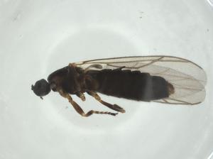  ( - CBG-A27672-C05)  @11 [ ] CreativeCommons - Attribution Share - Alike (2024) Centre for Biodiversity Genomics Centre for Biodiversity Genomics