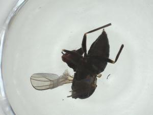  ( - CBG-A27672-C07)  @11 [ ] CreativeCommons - Attribution Share - Alike (2024) Centre for Biodiversity Genomics Centre for Biodiversity Genomics