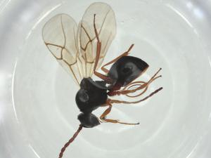  ( - CBG-A27672-D03)  @11 [ ] CreativeCommons - Attribution Share - Alike (2024) Centre for Biodiversity Genomics Centre for Biodiversity Genomics