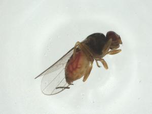  ( - CBG-A27672-G11)  @11 [ ] CreativeCommons - Attribution Share - Alike (2024) Centre for Biodiversity Genomics Centre for Biodiversity Genomics