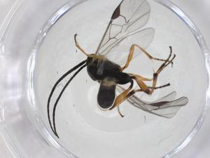  ( - CBG-A27679-F02)  @11 [ ] CreativeCommons - Attribution Share - Alike (2024) Centre for Biodiversity Genomics Centre for Biodiversity Genomics