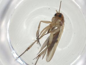  ( - CBG-A27727-B10)  @11 [ ] CreativeCommons - Attribution Share - Alike (2024) Centre for Biodiversity Genomics Centre for Biodiversity Genomics