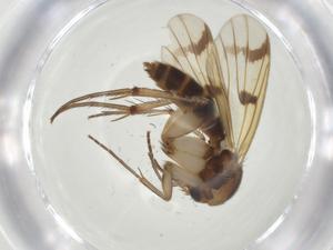  ( - CBG-A27727-F11)  @11 [ ] CreativeCommons - Attribution Share - Alike (2024) Centre for Biodiversity Genomics Centre for Biodiversity Genomics