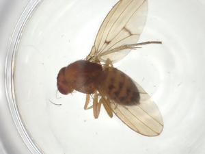  ( - CBG-A27727-H08)  @11 [ ] CreativeCommons - Attribution Share - Alike (2024) Centre for Biodiversity Genomics Centre for Biodiversity Genomics