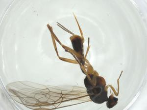  ( - CBG-A27728-H05)  @11 [ ] CreativeCommons - Attribution Share - Alike (2024) Centre for Biodiversity Genomics Centre for Biodiversity Genomics