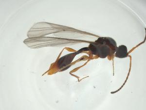  ( - CBG-A27730-A04)  @11 [ ] CreativeCommons - Attribution Share - Alike (2024) Centre for Biodiversity Genomics Centre for Biodiversity Genomics