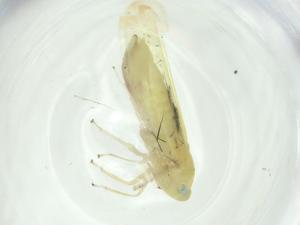  ( - CBG-A27730-H06)  @11 [ ] CreativeCommons - Attribution Share - Alike (2024) Centre for Biodiversity Genomics Centre for Biodiversity Genomics