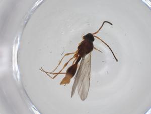  ( - CBG-A27731-D10)  @11 [ ] CreativeCommons - Attribution Share - Alike (2024) Centre for Biodiversity Genomics Centre for Biodiversity Genomics